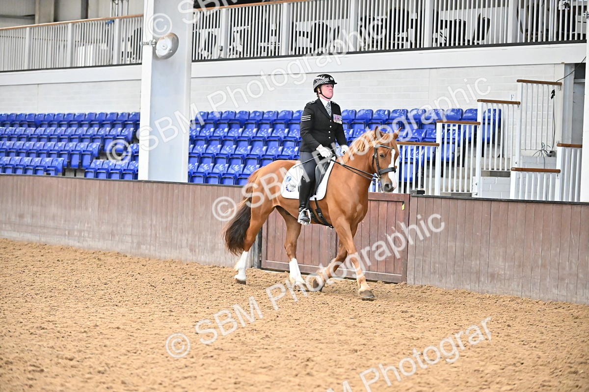 SBM_001435 - Class 19,20 - Ridden Native, Foreign Breeds & Warmbloods