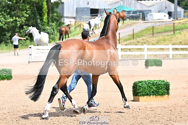 240718A-105307-01586 - Trot Up 1pm to 2pm
