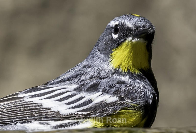 Yellow-rumped Warbler - Backyard Bathing Birds