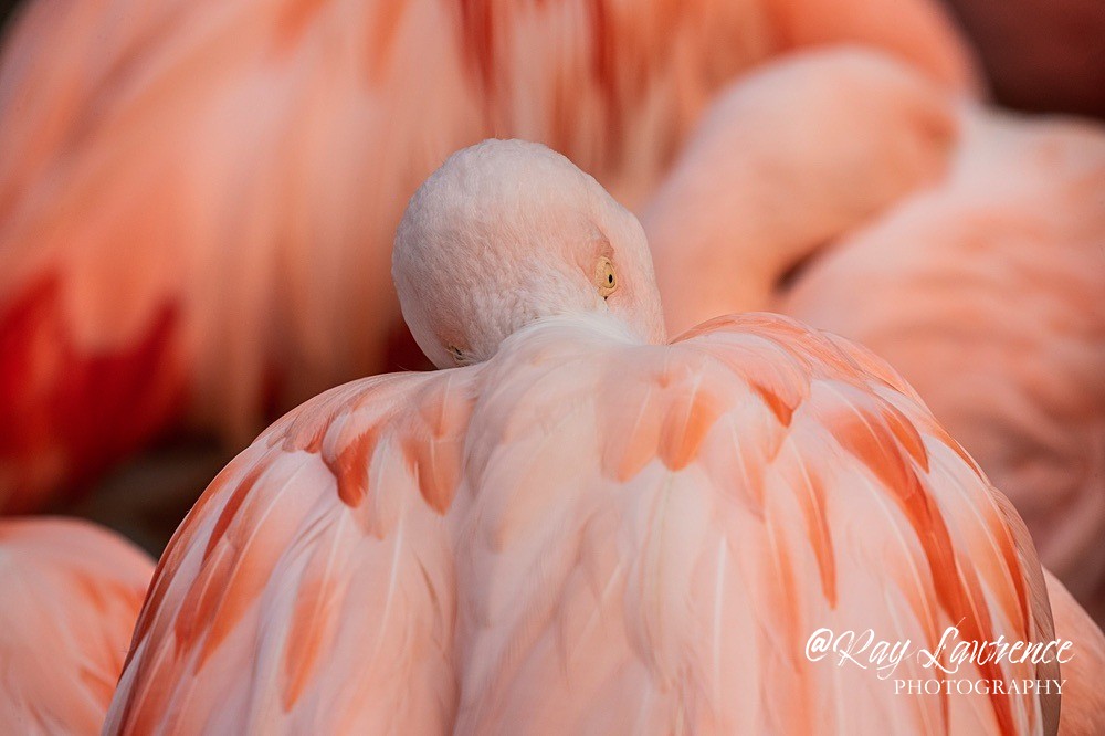 Chilean flamingo - RLP_2308-672 - Vulnerable and Beyond