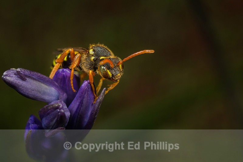 Nomada goodeniana (f) - Nomada goodeniana