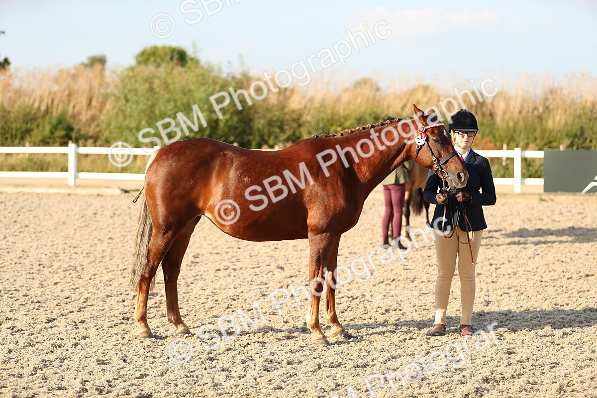 SBM_08975 - Class 29 IH Veteran Pony