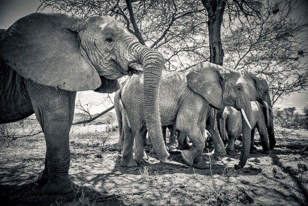 Elephant, Kenya