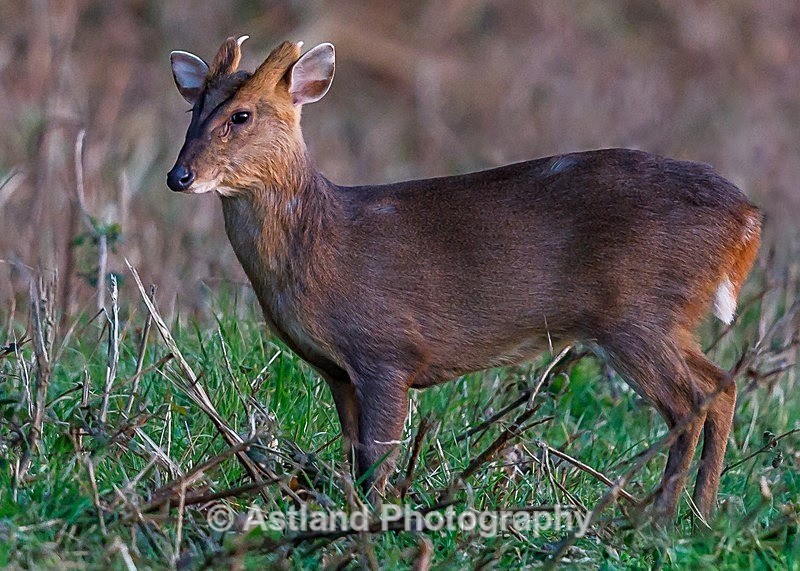 Astland Photography, Bird and Wildlife Images, Susan and Peter Wilson, U.K.
