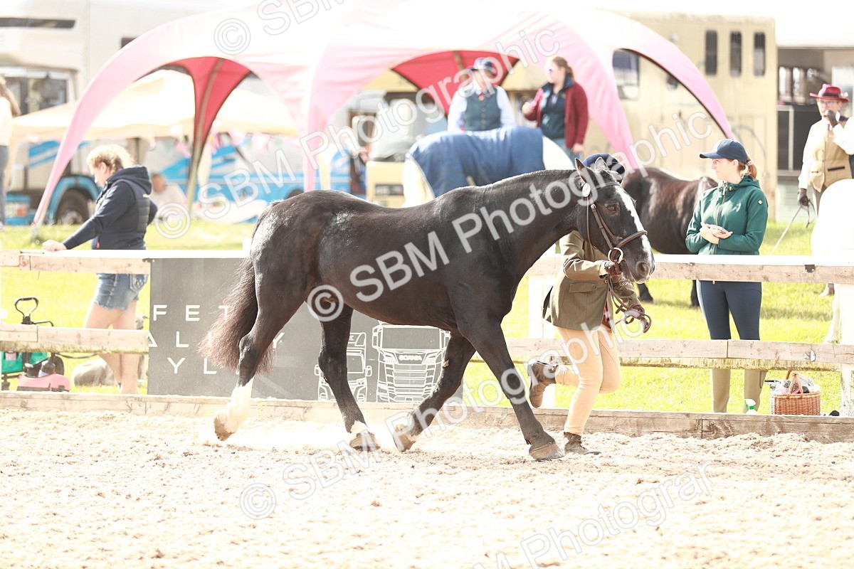 SBM_11783 - Class 206 IH Non Show Type Pony