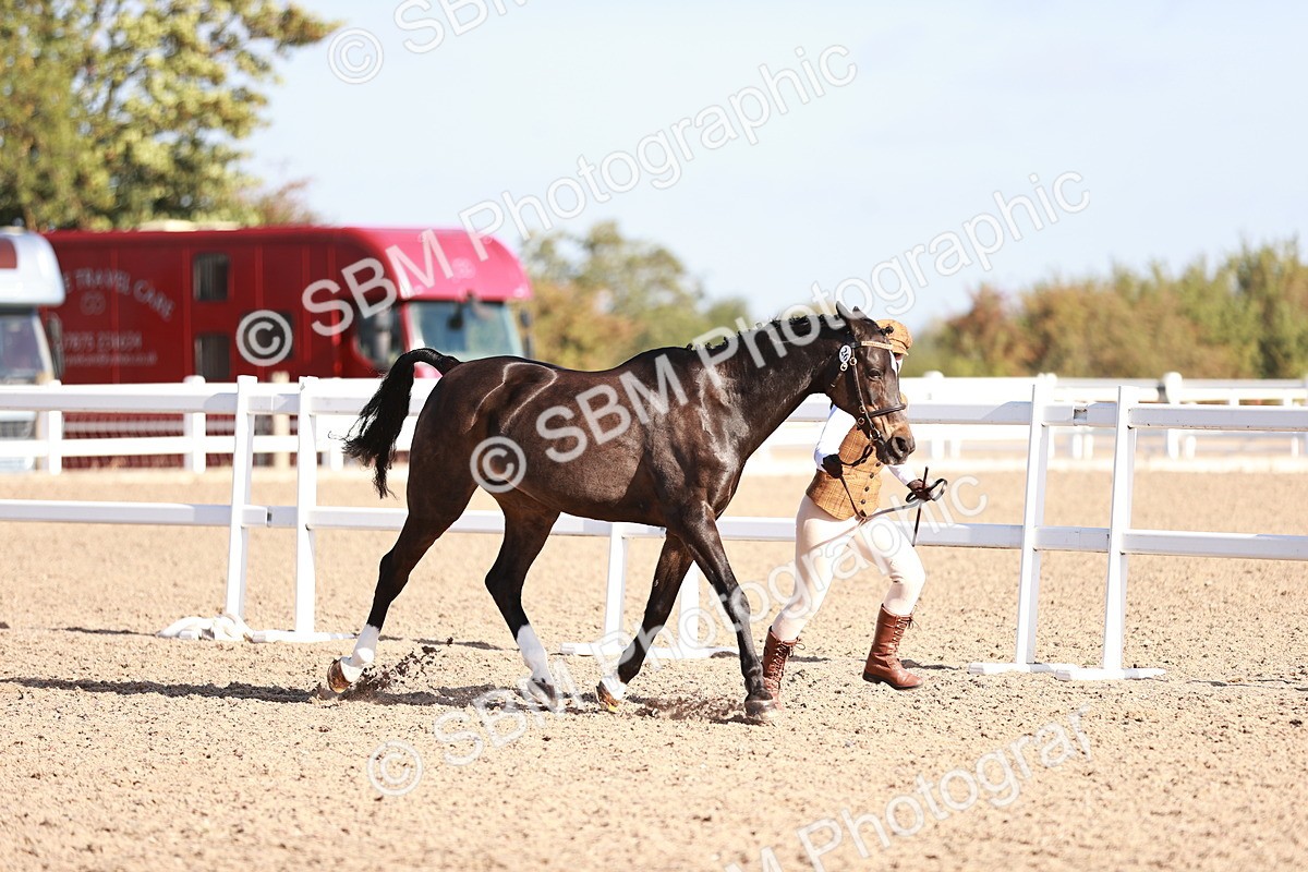 SBM_22015 - Class 702 - IH Show Horse-Pony
