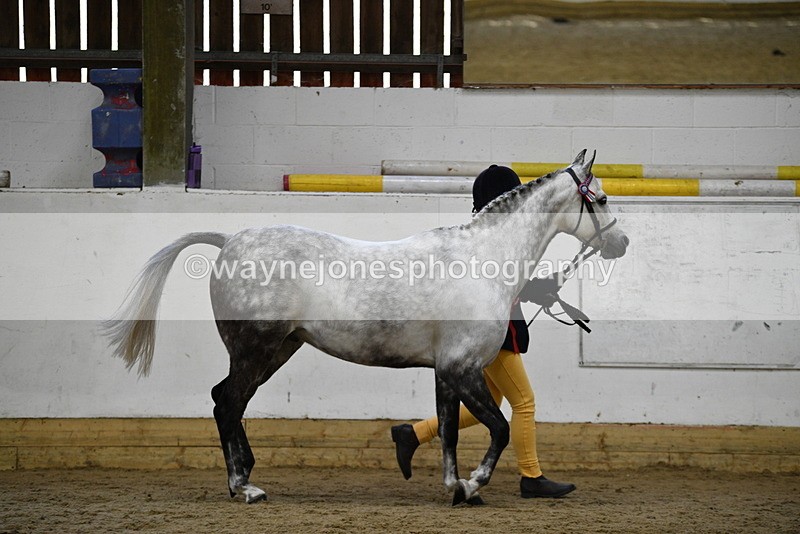 WJ5_5738 - Morning in hand Championship