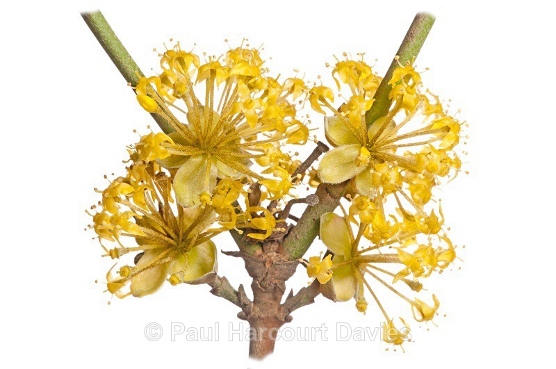 Small-leaved elm (Ulmus minor) - Plants - WB