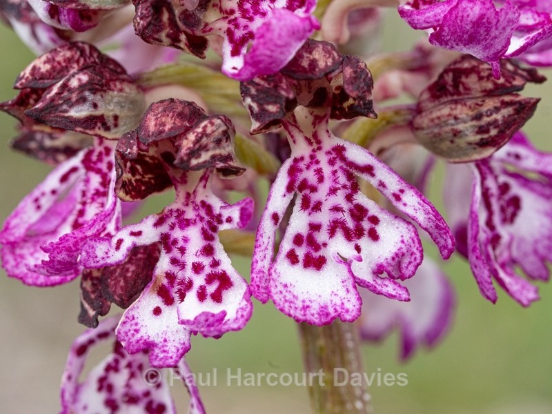 Lady Orchid (Orchis purpurea) - Wild Orchids - 1