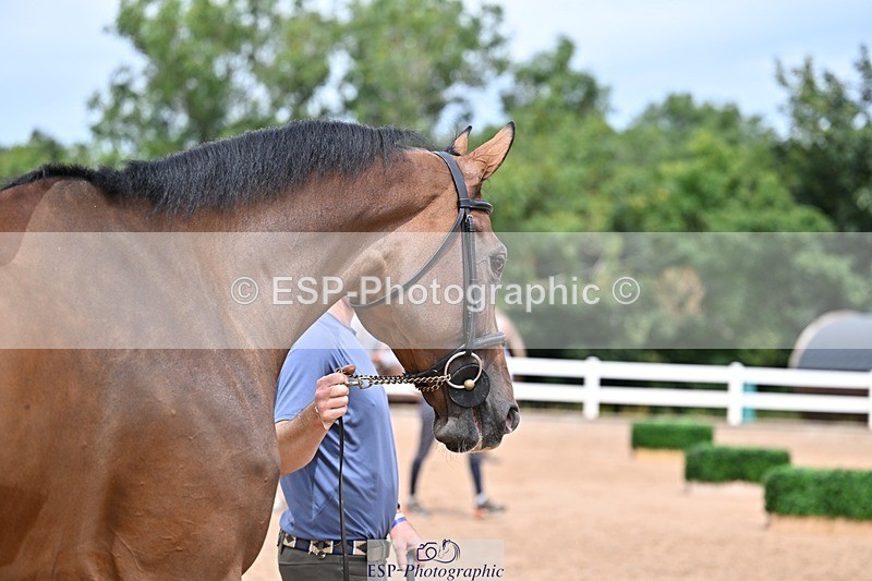 250716-132255-00471 - Trot Up 12.30 to 1.30