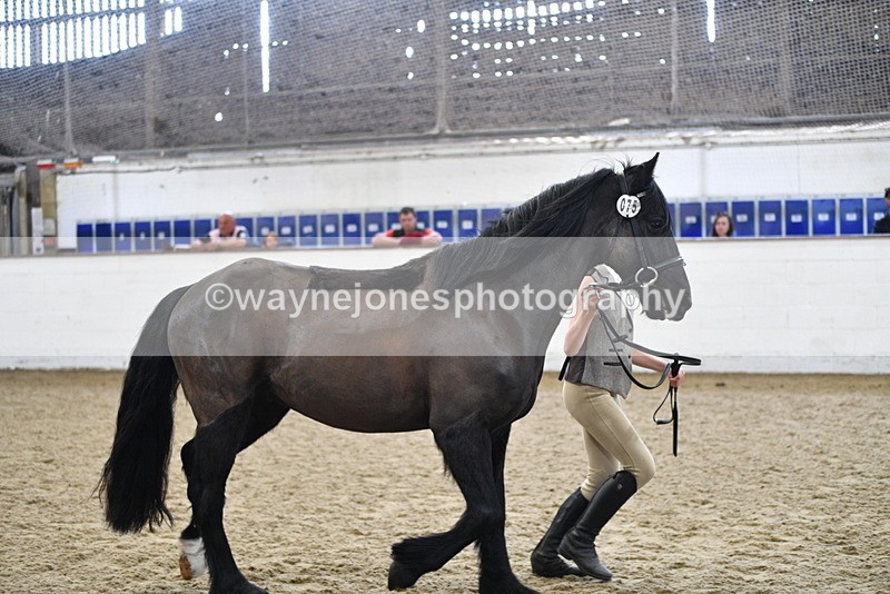 WJ5_4568 - Class 3 Part Bred In hand