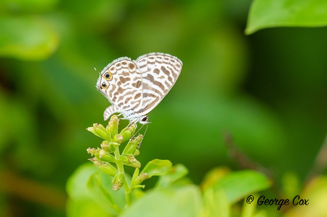 Zebra Blue - Sri Lanka
