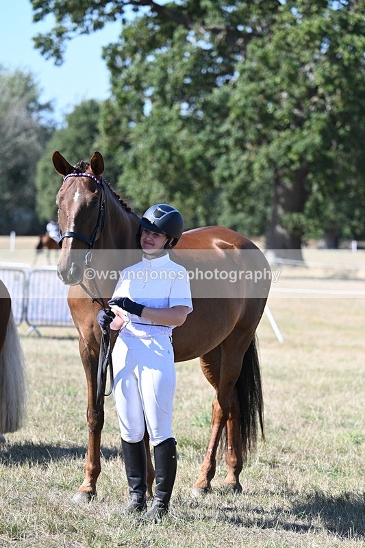 WJ7_1694 - Class 42 Most Handsome Gelding