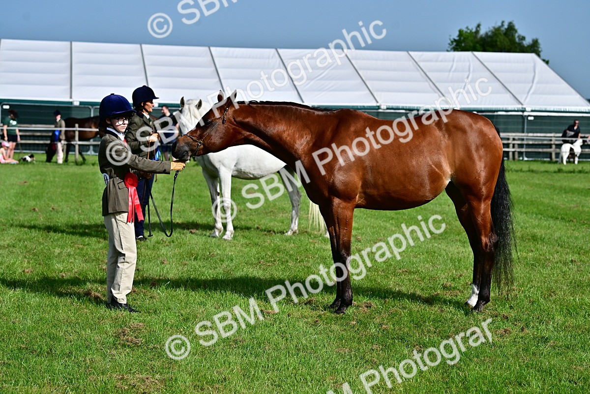 SBM_01037 - Class 46-49 - Arab and Part Bed-Anglo Arab In Hand