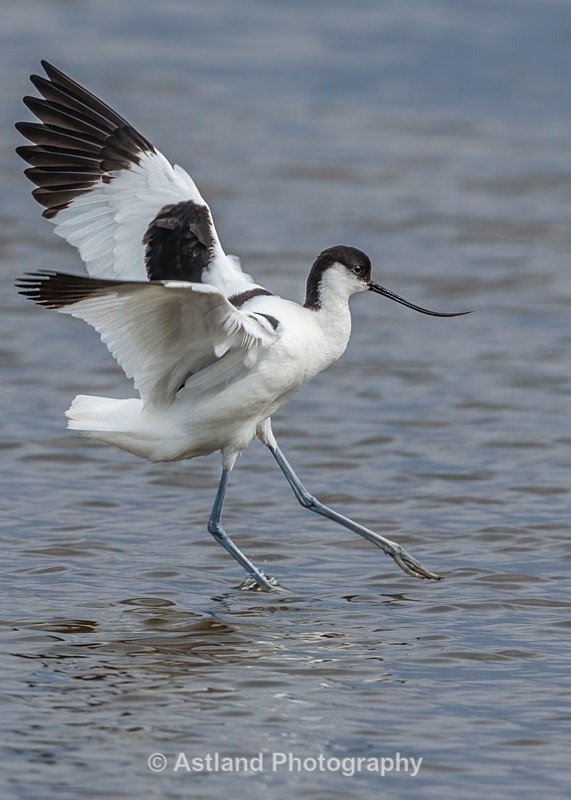 Avocet - Latest Images
