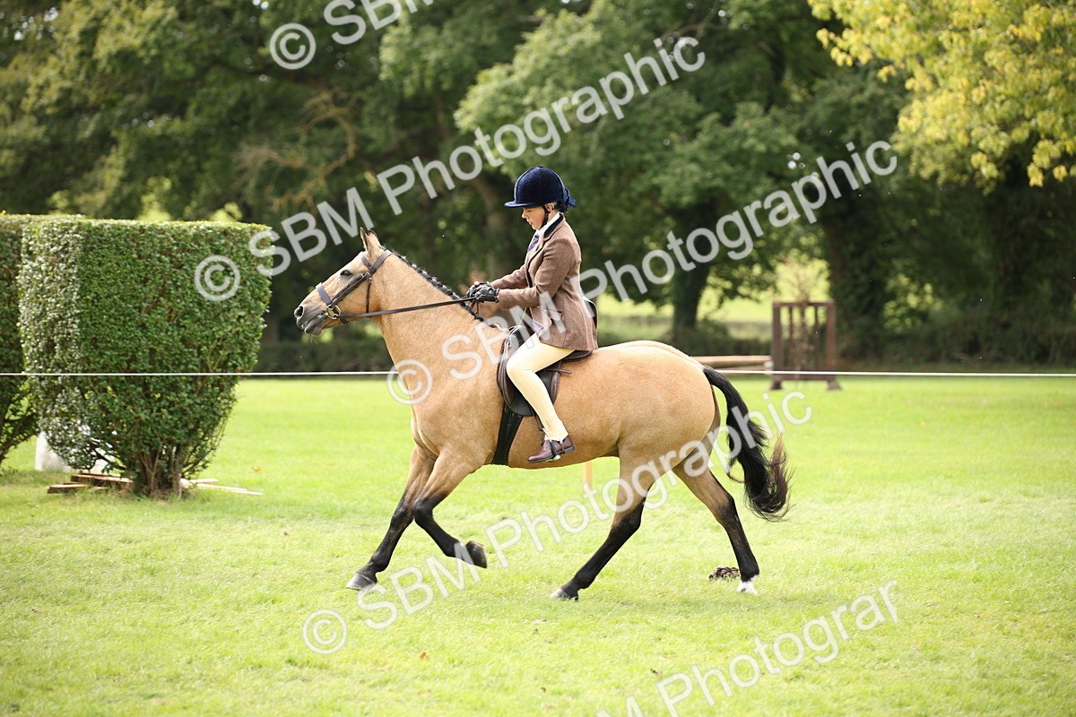 SBM_42338 - S13 - Pony Club Pony