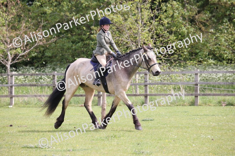 20260426-4325 - Class 34 - Best Riding Horse Over 14.2hh