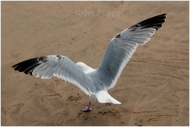 June 5th 2008 ( 2 ) - Leggy the Herring Gull