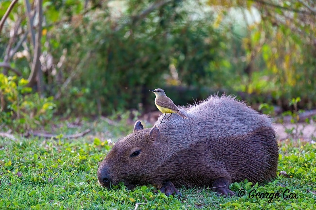 Capybara with bird - Brazil