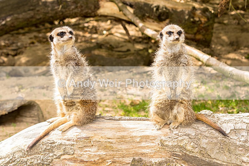 20150725-8E0A0286 - Captive Animals