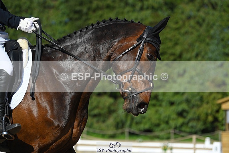230526-171724-07558 - 262-TREAMBLE-Finn_Healy-WEDTrotUp+DR