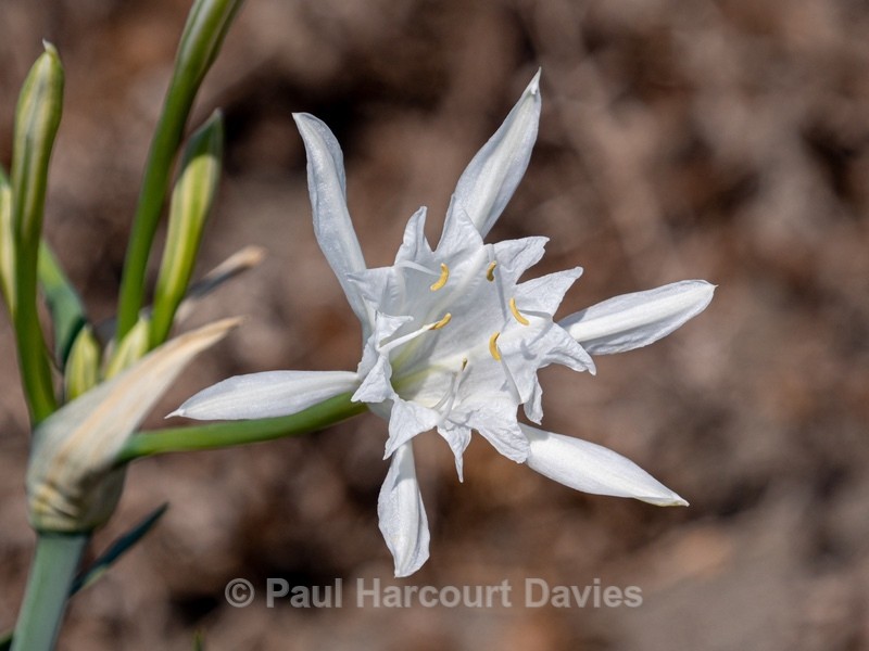 Sea Daffodil or Sea Lily (Pancratium maritimum). - Gargano - Wild Flowers