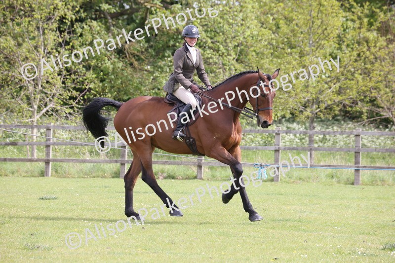 20260426-4340 - Class 34 - Best Riding Horse Over 14.2hh