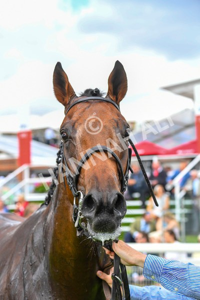 290723-Race 4-Blue Prince-0742 - Race 4 4.00pm 50K ITV7 Weekly Jackpot Nursery Handicap