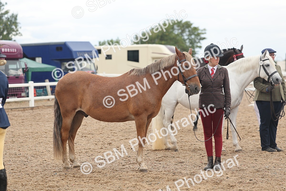 SBM_07805 - Class 27 - IH Competition Horse/Pony