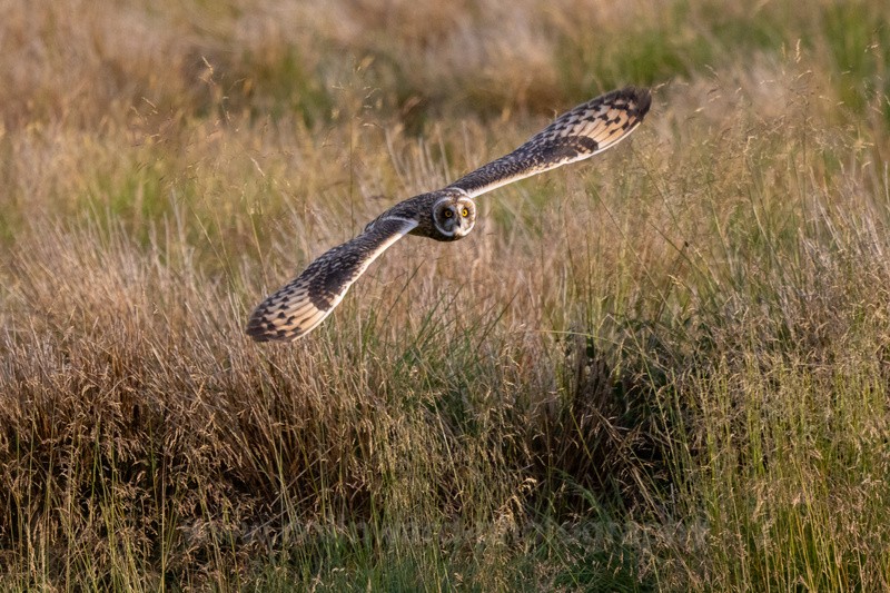 Short Eared Owl - Latest images