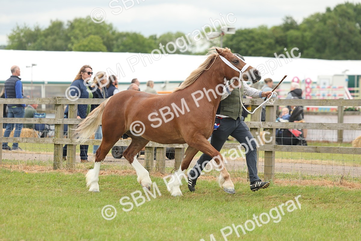 SBM_05070 - Class 50-57 - M&M Welsh Pony In Hand