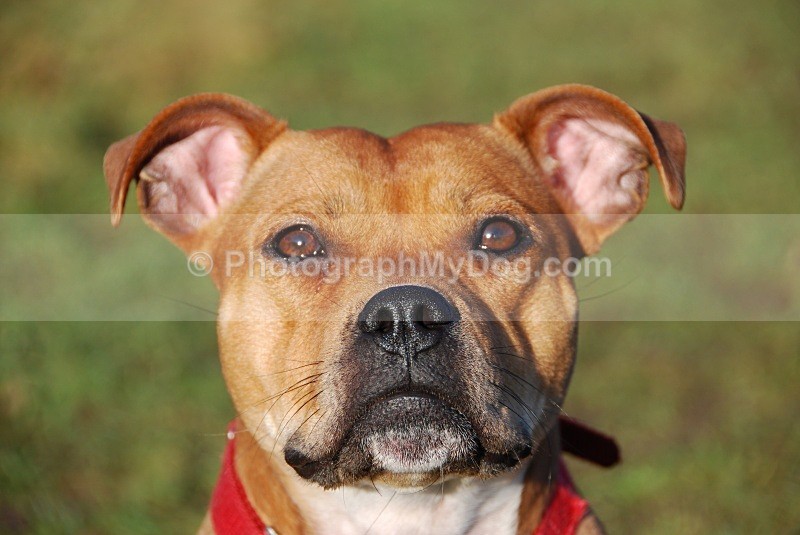  - Staffordshire Bull Terriers