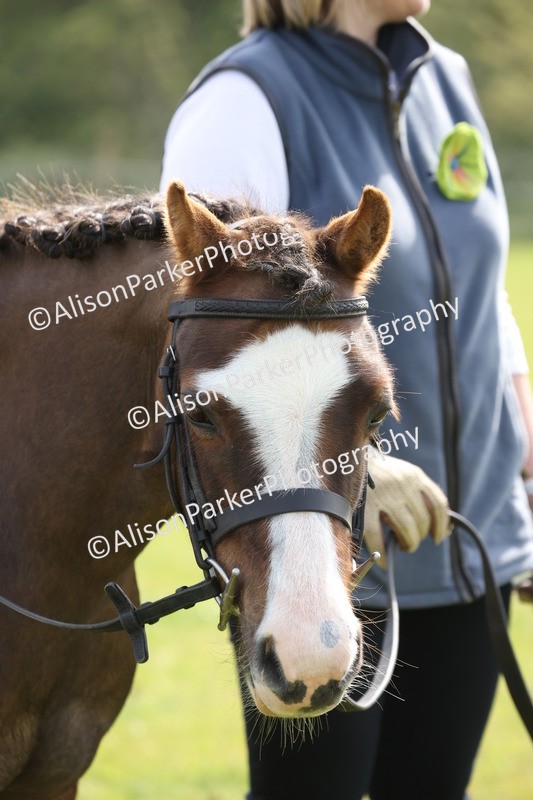 20260426-2497 - Class 31 - Leading Rein
