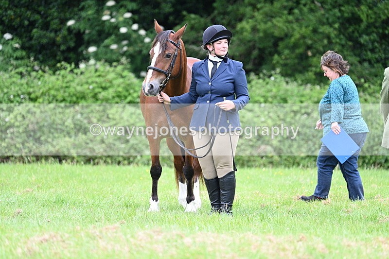 WJ7_4442 - Class 14B Prettiest Mare