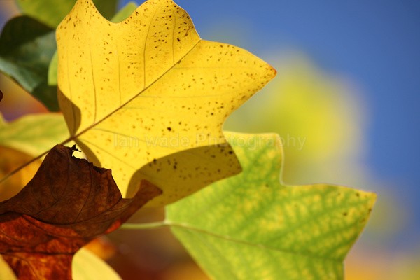 Golden Leafs _78 - Frenchay care home Collection v
