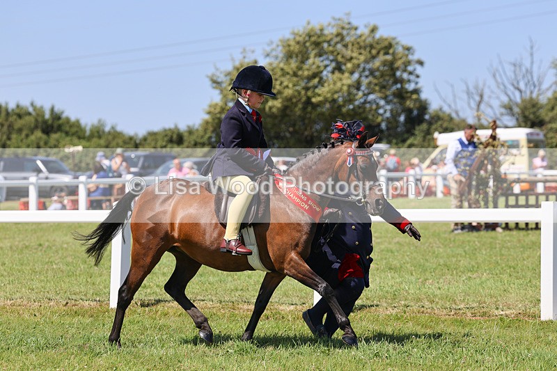 IMG_2271 - Part Bred Ridden Championship