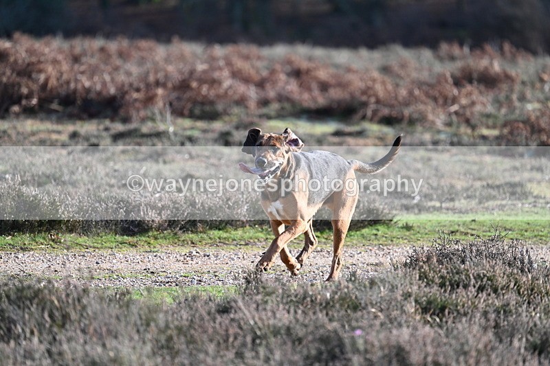 WJ7_8001 - Line 3 (no line 4 or 5)