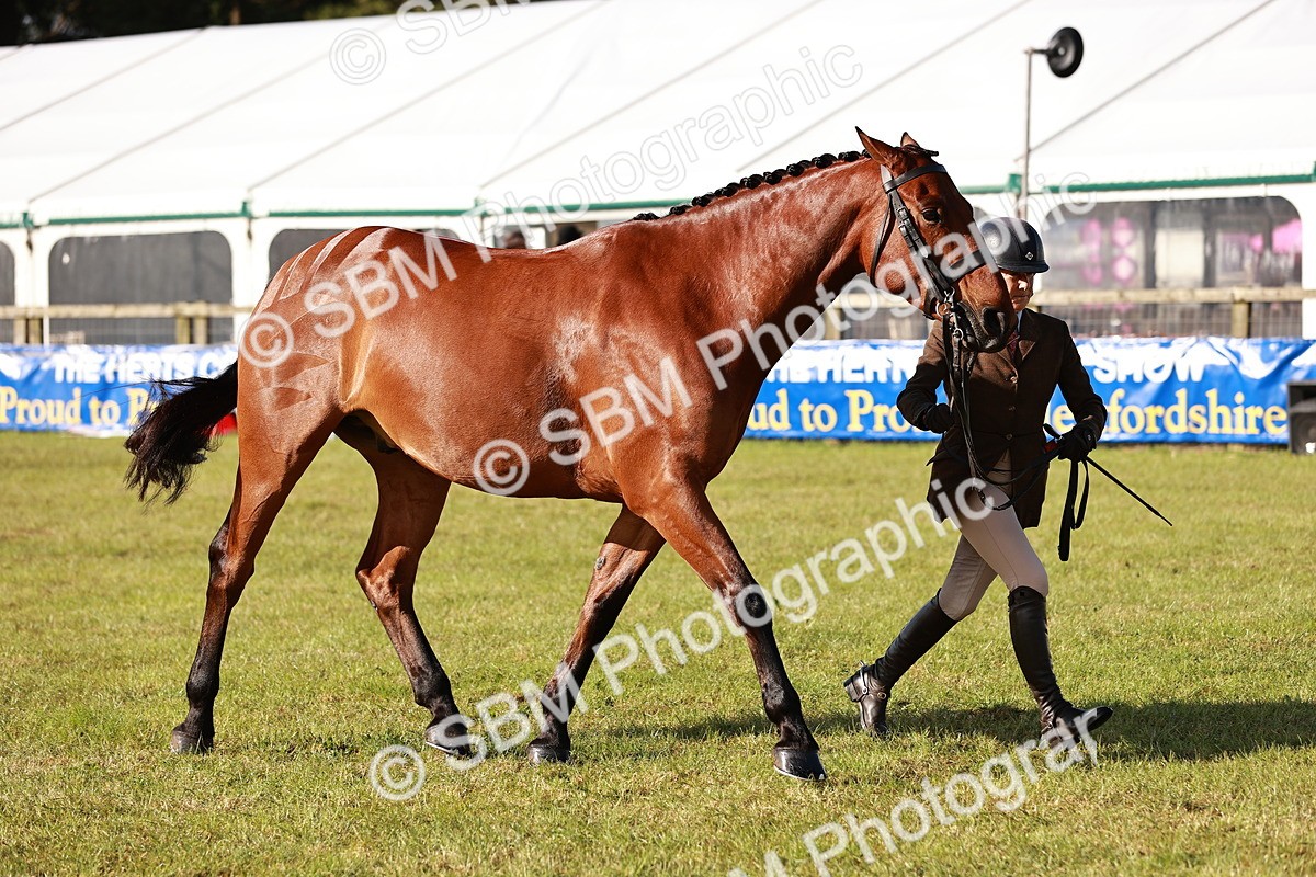 SBM_10804 - Class 81-84 - RIHS Ridden hunters Inc Ladies Hunter