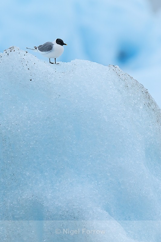 Sabine's Gull resting atop iceberg, Jokulsarlon, Iceland - Sabine's Gull