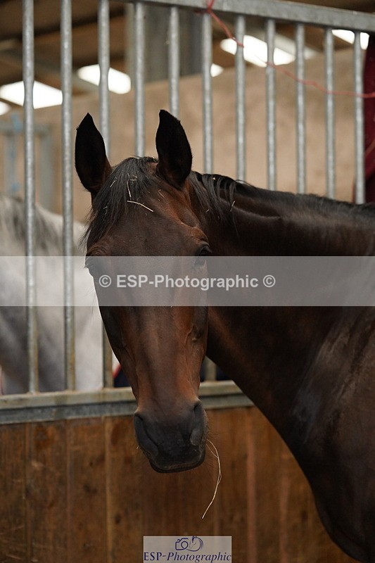 240809A-134348-00990 - Stable Shots