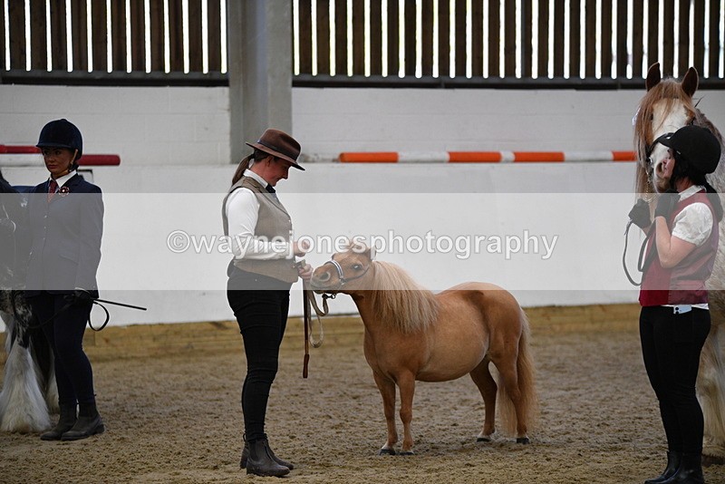 WJ5_5087 - Class 7 In hand coloured / odd coloured