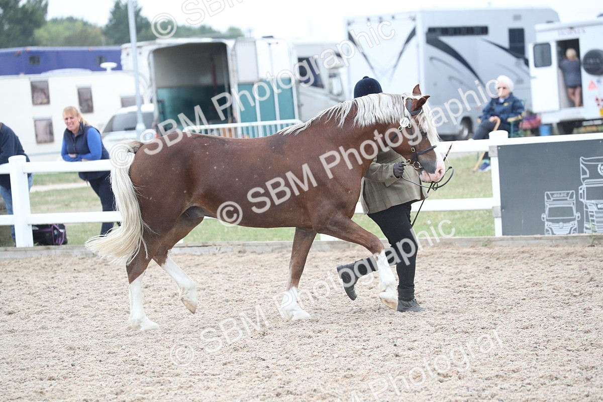 SBM_17900 - Class 317 IH Pure bred Horse/Pony