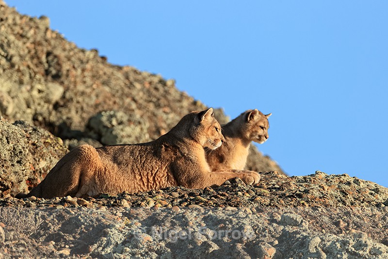 Puma Ginger & cub watch Rupestre hunting from above, Torres del Paine - Puma