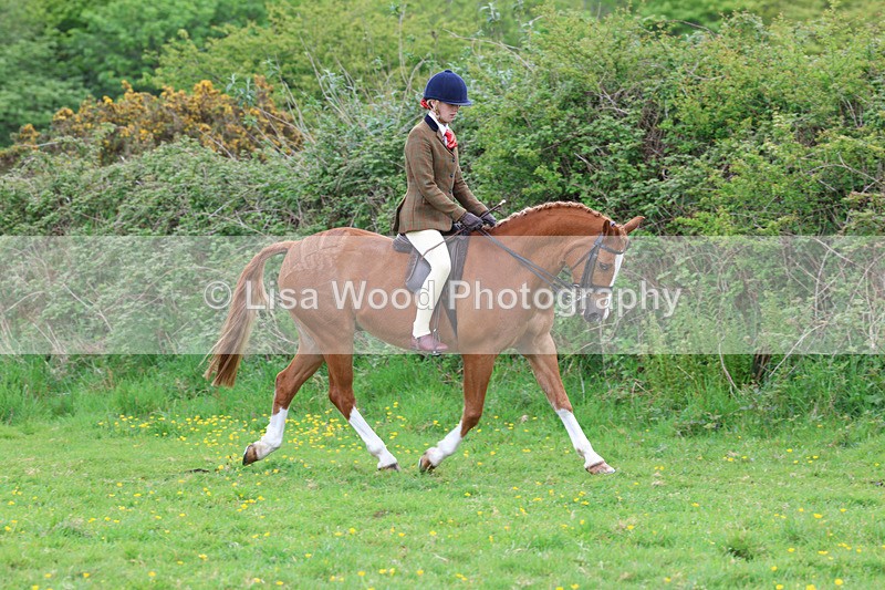 3E7A1950 - Class 10: Ridden Sports Horse