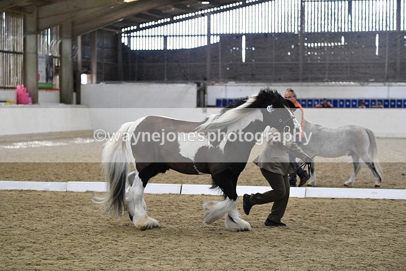 WJ5_5039 - Class 7 In hand coloured / odd coloured