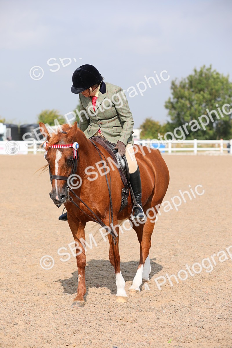 SBM_11404 - Class 305 Ridden Foreign Breeds- Pure Bred
