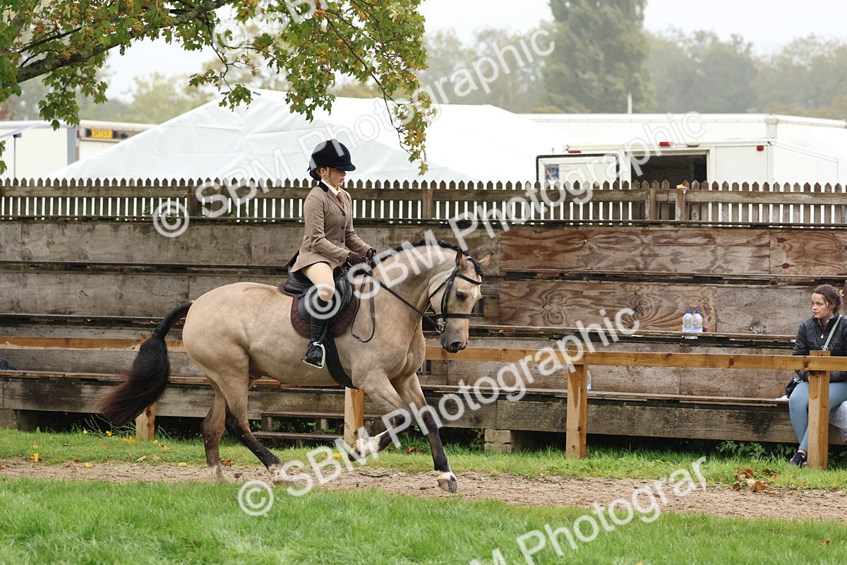 SBM_73007 - S63 Show Pony & Show Hunter Pony Ridden