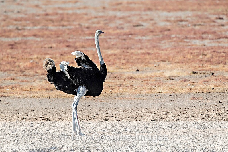 Ostrich - Etosha National Park ~ Birds