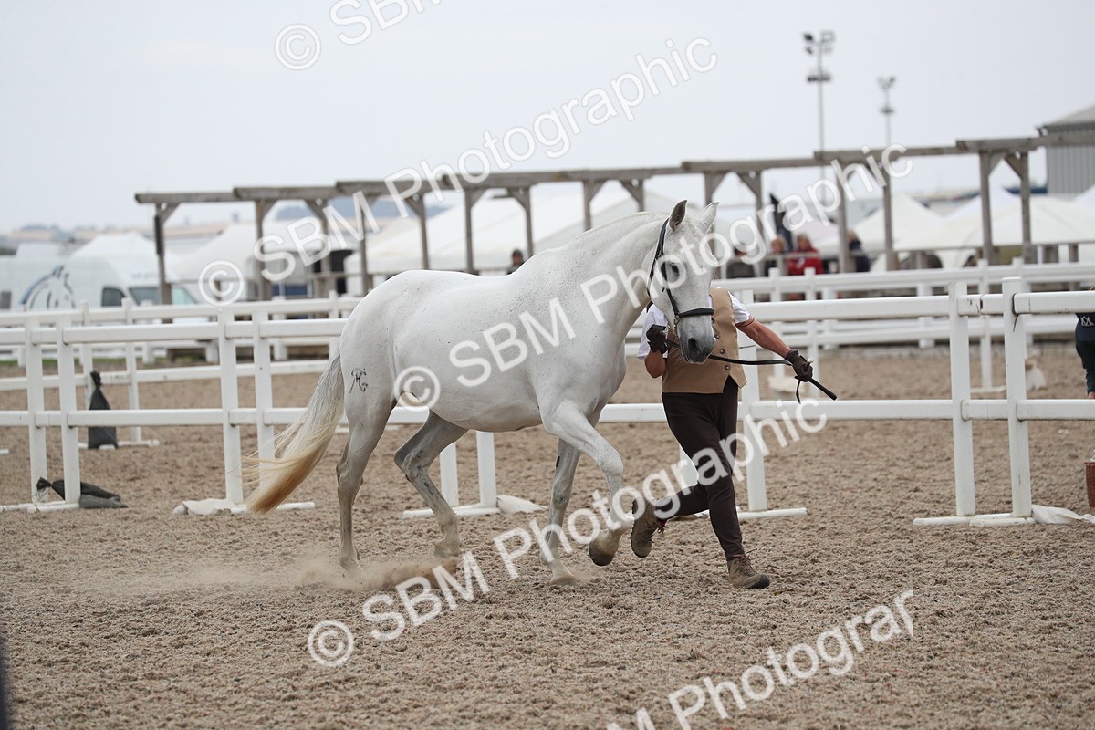 SBM_17953 - Class 317 IH Pure bred Horse/Pony