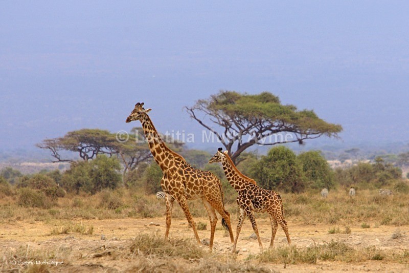 _M7B0008 Amboseli - Giraffes